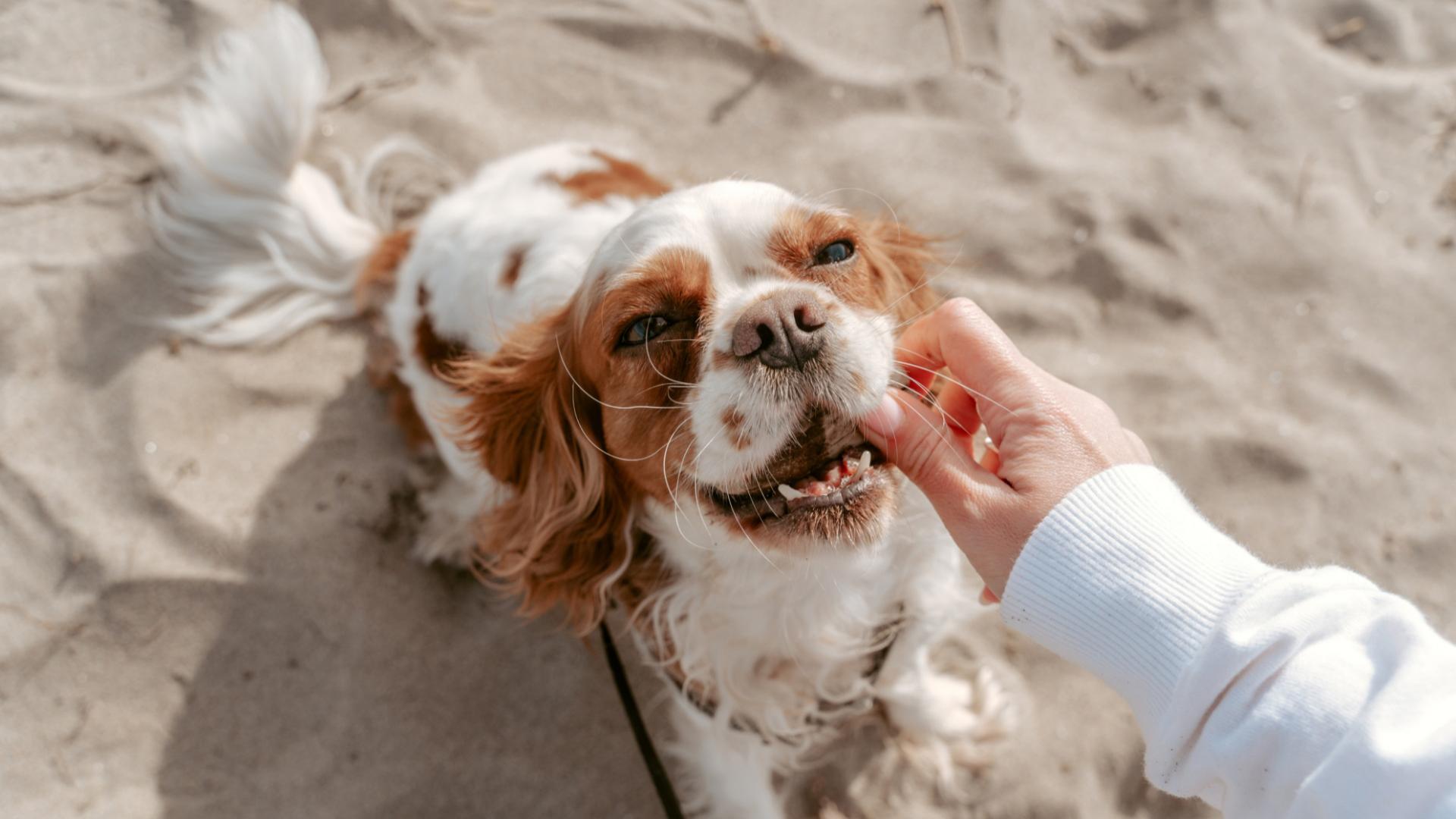 Cane felice sulla spiaggia, riceve coccole da una mano.