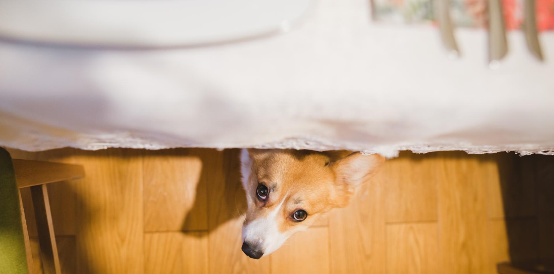 Un cane curioso sbuca da sotto il tavolo apparecchiato.