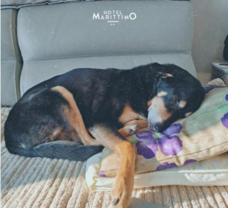 Cane dorme su un cuscino con fiori nell'Hotel Marittimo.