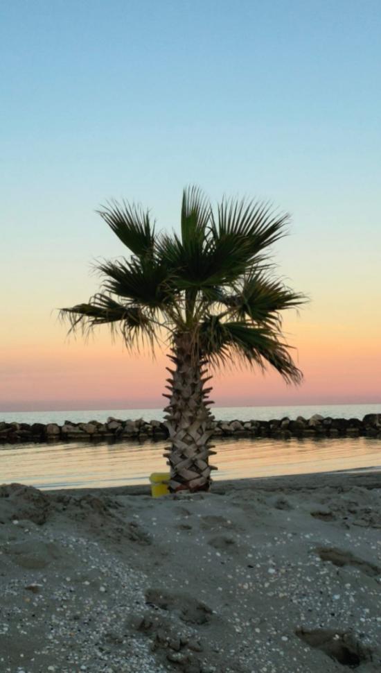 Palma sulla spiaggia al tramonto con mare calmo e cielo colorato.