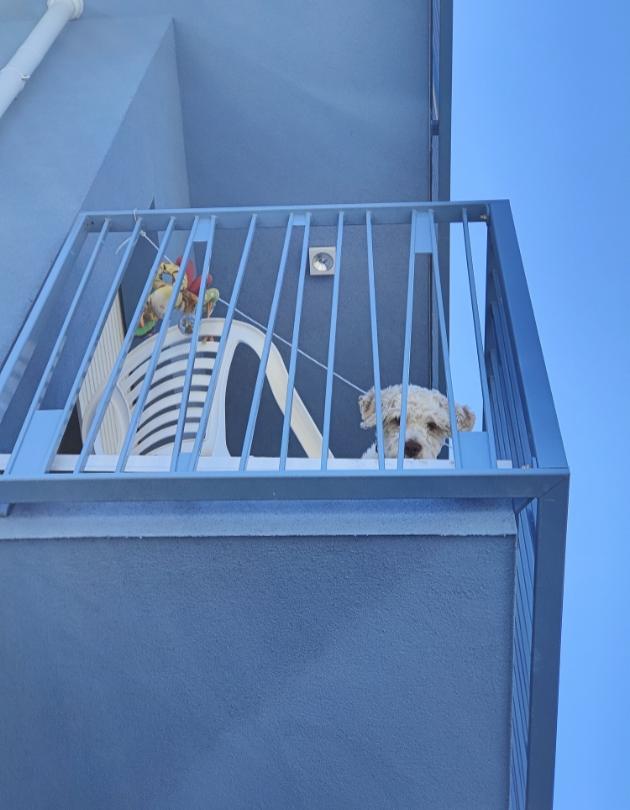 Cane curioso guarda dal balcone blu, accanto a una sedia e un giocattolo.