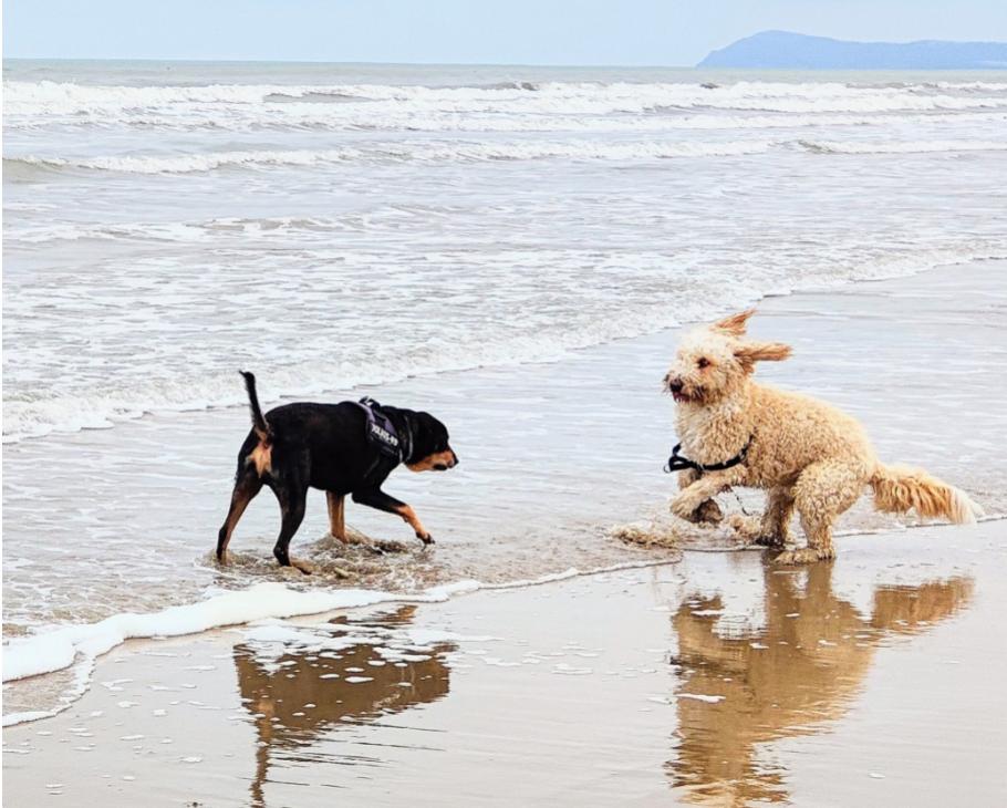 Due cani giocano sulla spiaggia vicino al mare.