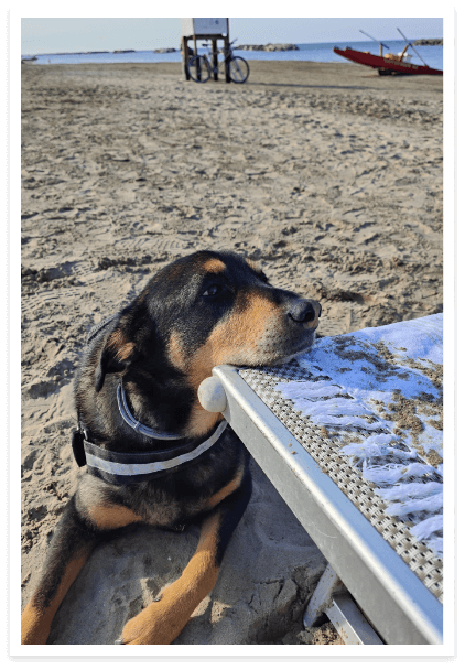 Cane rilassato sulla spiaggia, appoggiato a una sedia a sdraio.